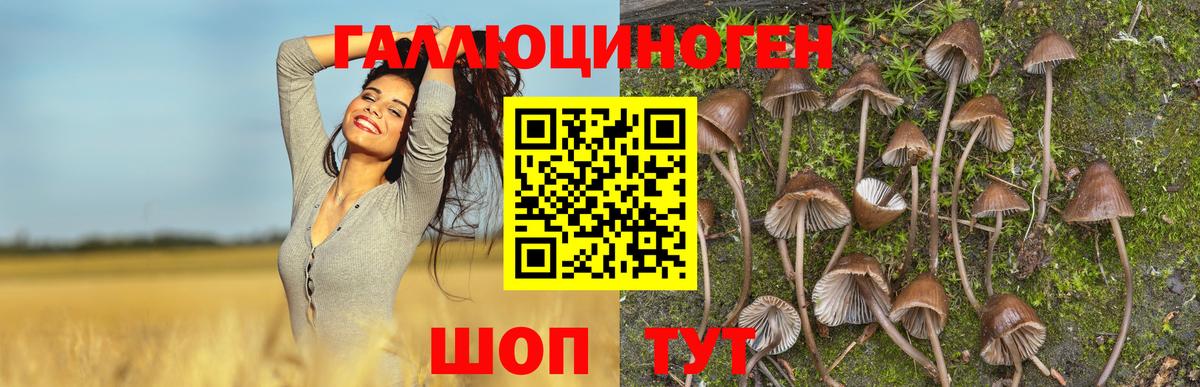Псилоцибиновые грибы Psilocybe  Вход с VPN  Псилоцибиновые грибы Psilocybe  Грозный 